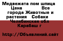 Медвежата пом шпица › Цена ­ 40 000 - Все города Животные и растения » Собаки   . Челябинская обл.,Карабаш г.